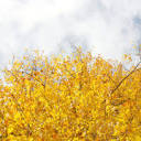 Free Nature Stock 图标